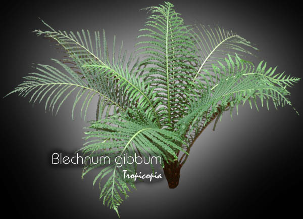 Fougère - Blechnum gibbum - Fougère arborescente miniature - Miniature treefern, Dwarf treefern